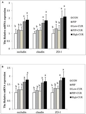 Effect of the Single and Combined Use of Curcumin and Piperine on Growth Performance, Intestinal Barrier Function, and Antioxidant Capacity of Weaned Wuzhishan Piglets